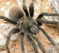 Aphonopelma paloma