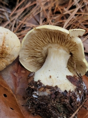Tricholoma odorum