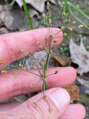 Fimbristylis