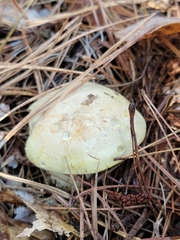 Tricholoma odorum