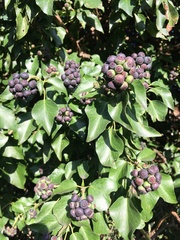Hedera helix