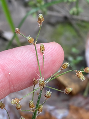 Fimbristylis
