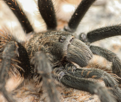 Aphonopelma paloma