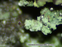 Clastoderma microcarpum