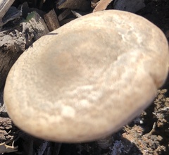 Agrocybe putaminum