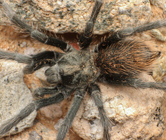 Aphonopelma paloma