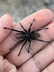 Aphonopelma paloma