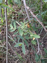 Senna corymbosa