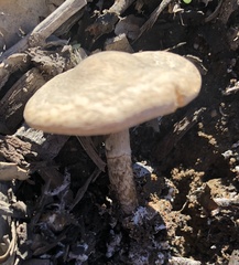 Agrocybe putaminum
