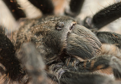 Aphonopelma paloma