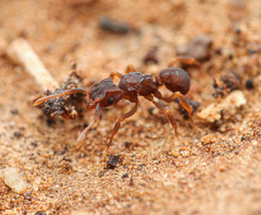Cyphomyrmex flavidus