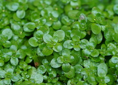 Callitriche stagnalis