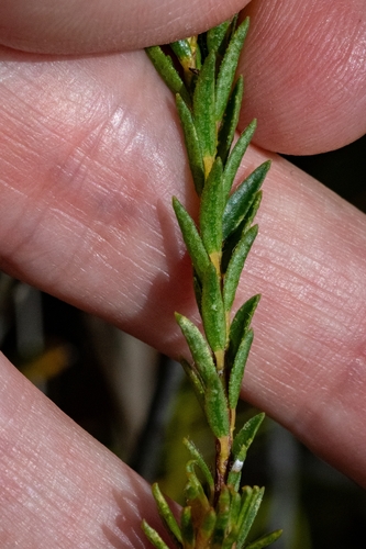 Image of Agathosma bifida by (c) magriet b, some rights reserved (CC BY-SA)