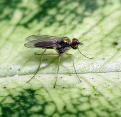 Diaphorinae