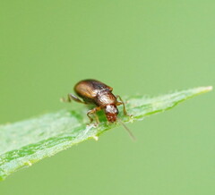 Galerucinae