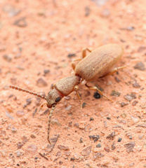 Cononotus