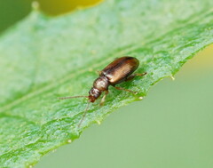 Galerucinae