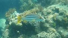 Lutjanus carponotatus