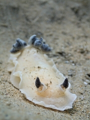 Aphelodoris varia