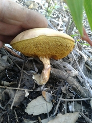 Xerocomus subtomentosus