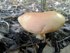 Xerocomus subtomentosus