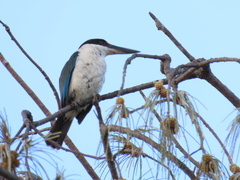 Todiramphus sordidus