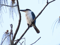 Todiramphus sordidus