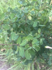 Pithecellobium keyense