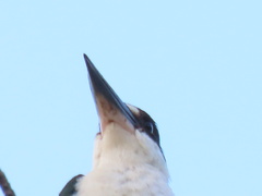 Todiramphus sordidus