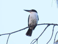 Todiramphus sordidus