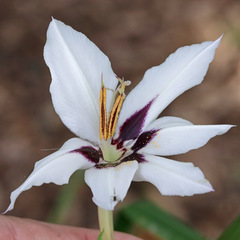 Gladiolus murielae