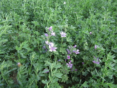 Malva sylvestris sylvestris
