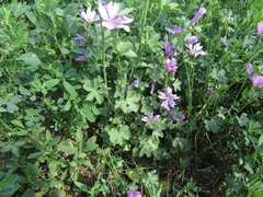 Malva sylvestris sylvestris