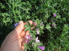 Malva sylvestris sylvestris
