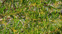 Acacia hakeoides