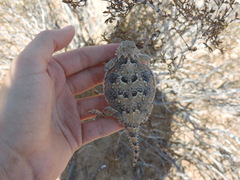 Phrynosoma goodei