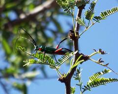 Plinthocoelium suaveolens