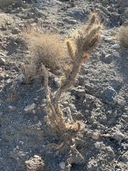 Cylindropuntia echinocarpa