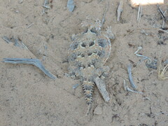 Phrynosoma goodei