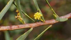 Acacia hakeoides