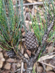 Allocasuarina zephyrea
