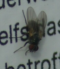 Azeliinae