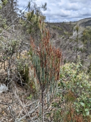Allocasuarina zephyrea