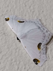 Sericoptera