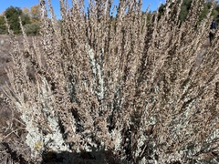 Artemisia tridentata