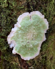 Cryptothecia striata