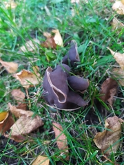 Helvella lacunosa