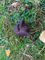 Helvella lacunosa