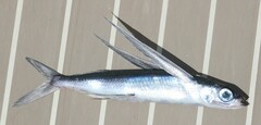 Exocoetidae