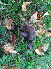 Helvella lacunosa